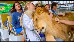 Lion Climbs on Top of Tourists!