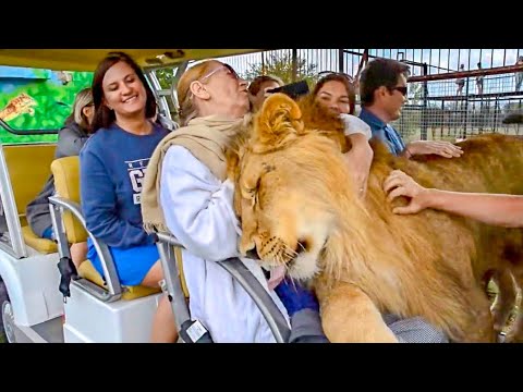 Lion Climbs on Top of Tourists!