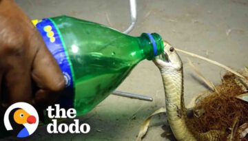 Little Cobra Gets Sips Of Water From A Sprite Bottle During His Rescue