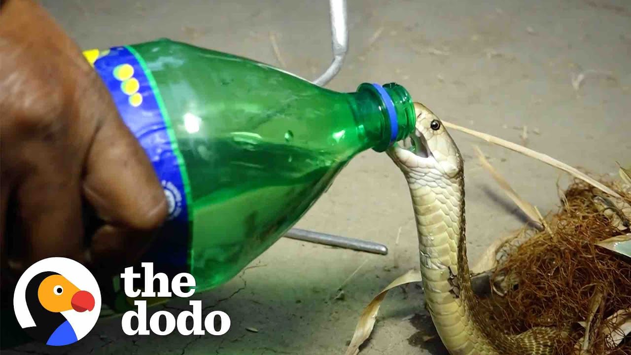 Little Cobra Gets Sips Of Water From A Sprite Bottle During His Rescue