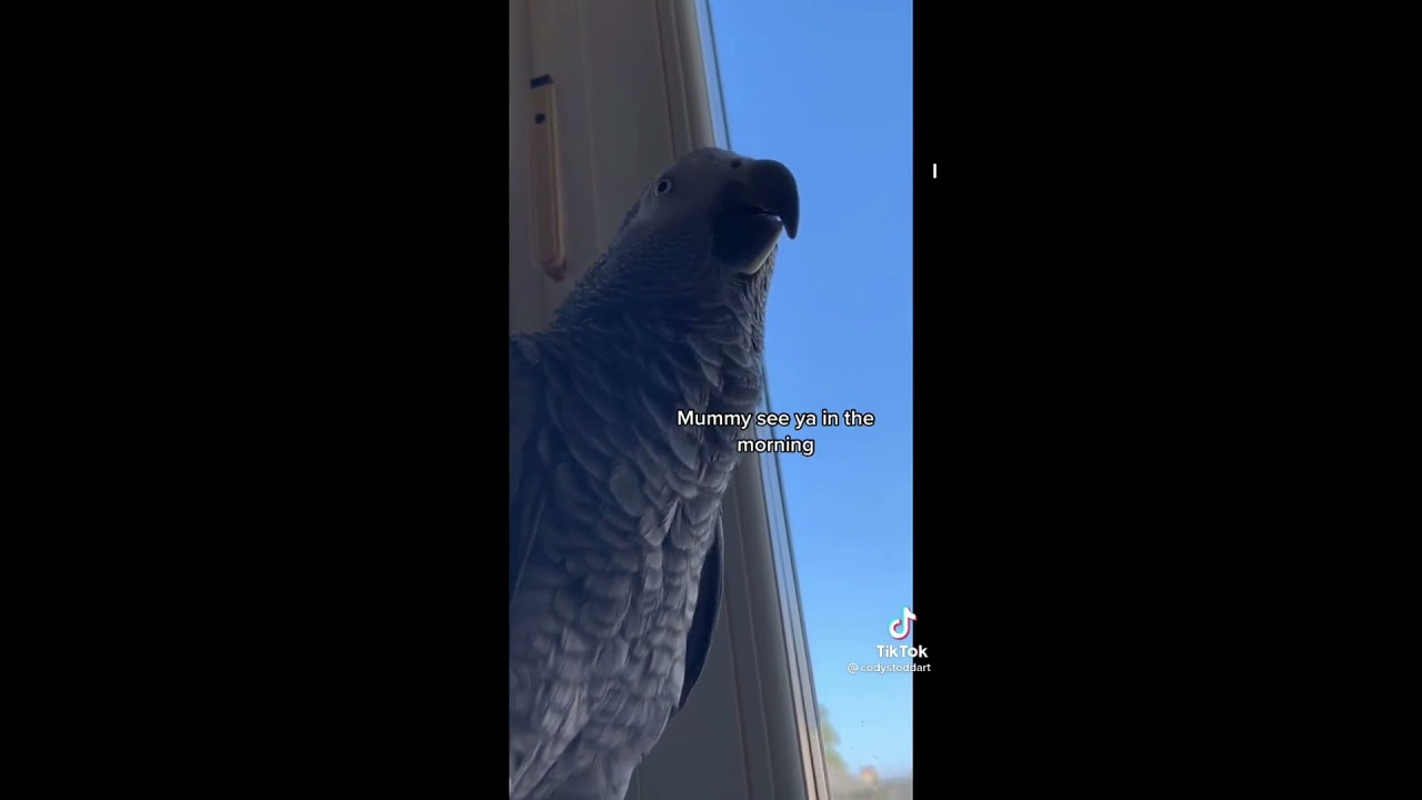 Parrot With a Scottish Accent