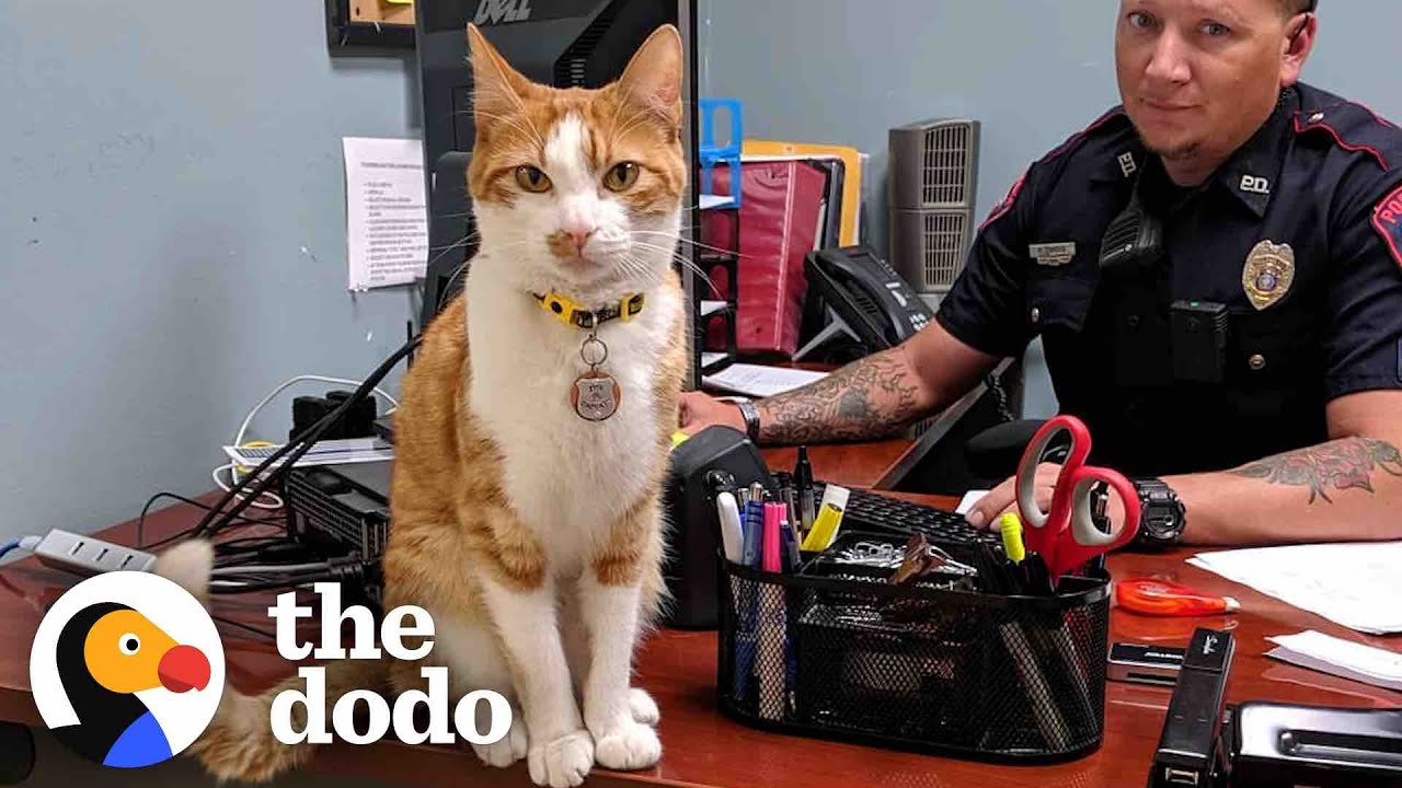 Police Cat Keeps A Close Eye On All The Officers