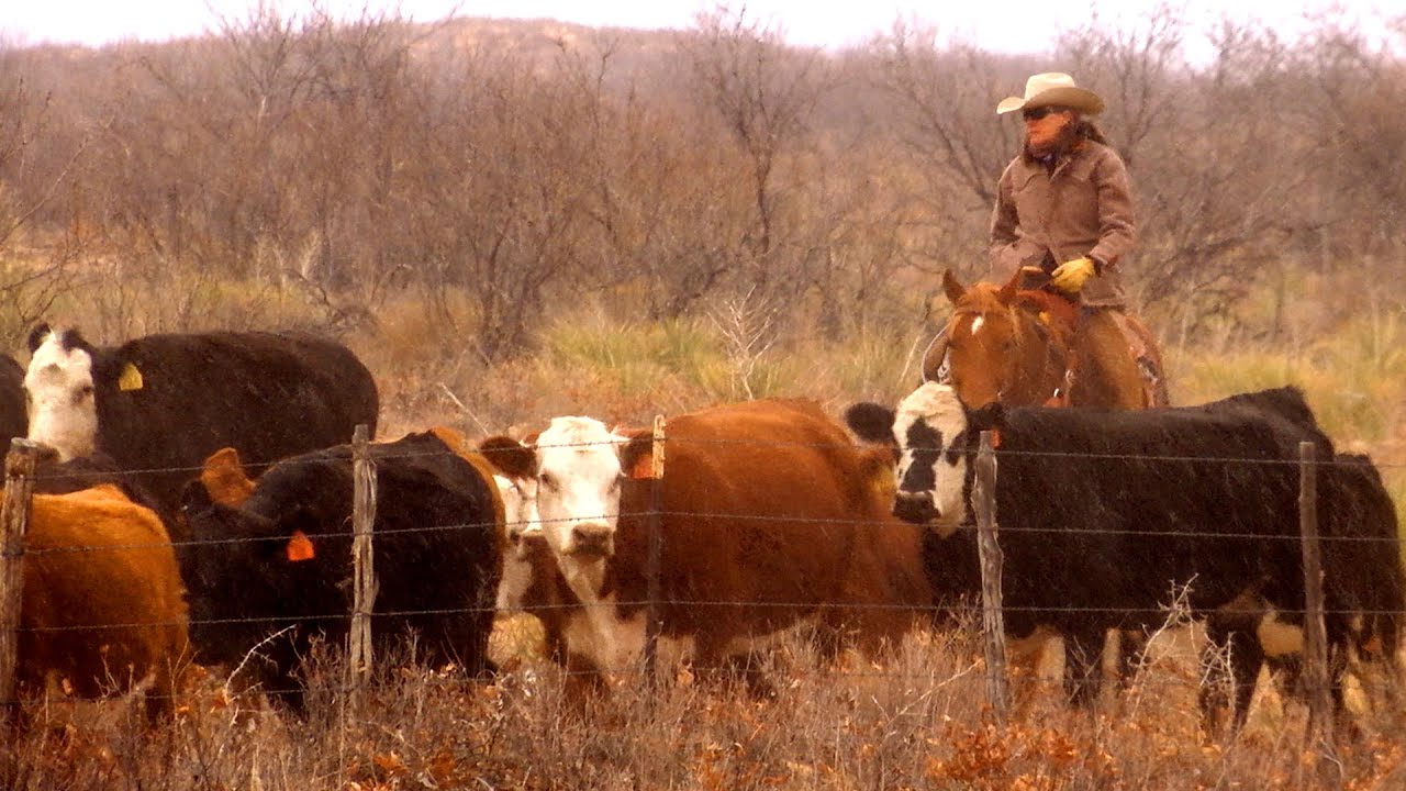 Rancher Artist