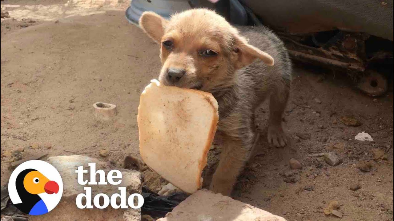 Street Puppy Gets Rescued With A Piece Of Bread