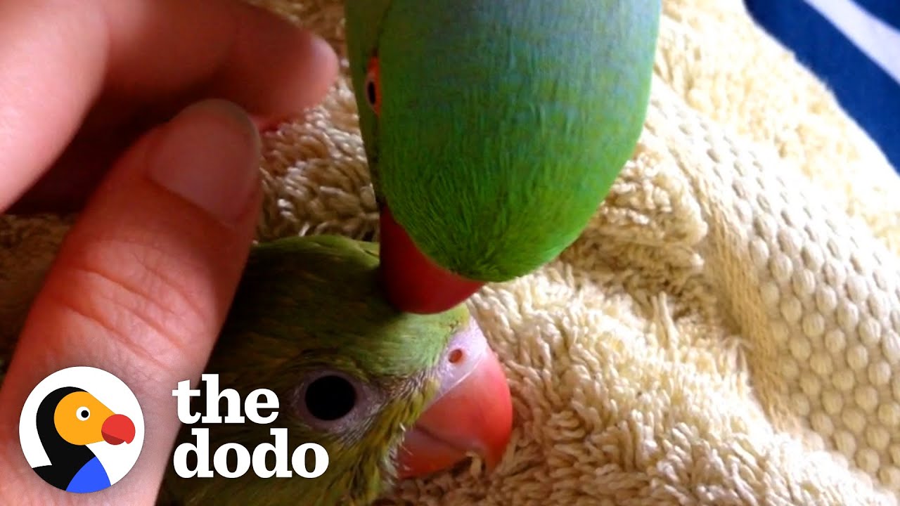 Sweet Little Parrot Gets A Baby Sister Who’s The Total Opposite