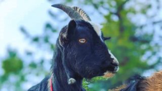 The World’s Smartest Goat