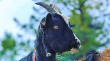 The World’s Smartest Goat