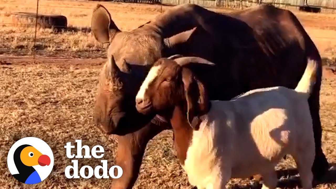 Tiny Rhino Jumps For Joy When She Meets Her First Friend