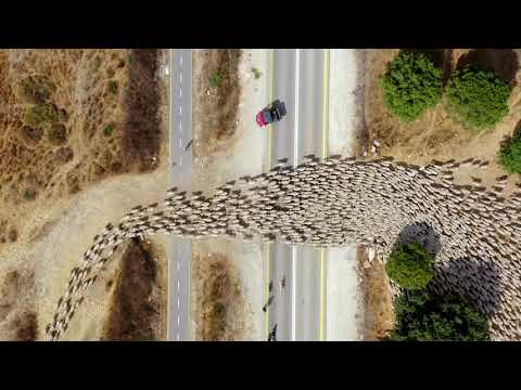 Top Down Drone Footage of Sheep Hearding