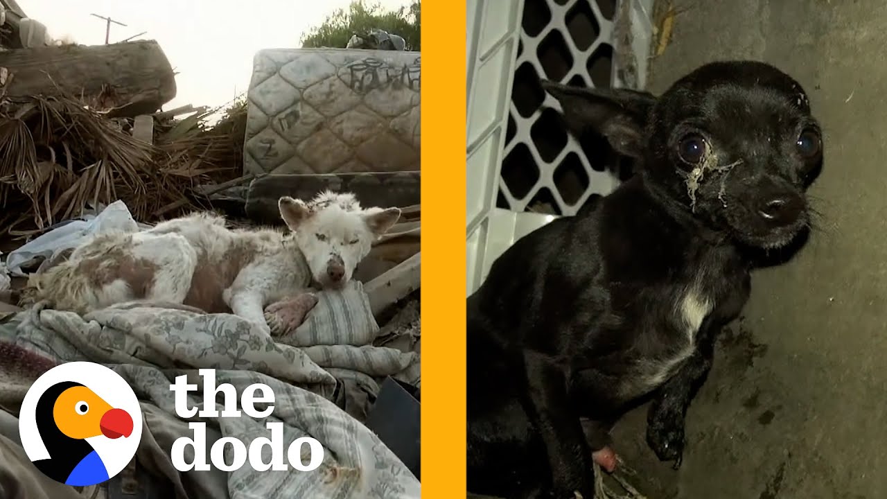 Two Shut-Down Dogs Find Comfort In Each Other