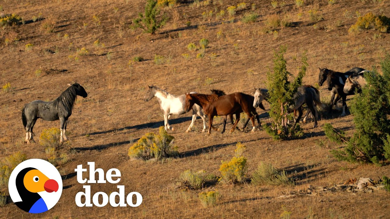 Woman Spends Over a Year Trying to Find Wild Horse and All of His Mares and Babies