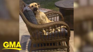 Woman Wakes up to a New Dog Sitting on Patio Furniture
