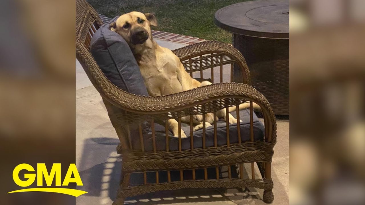 Woman Wakes up to a New Dog Sitting on Patio Furniture