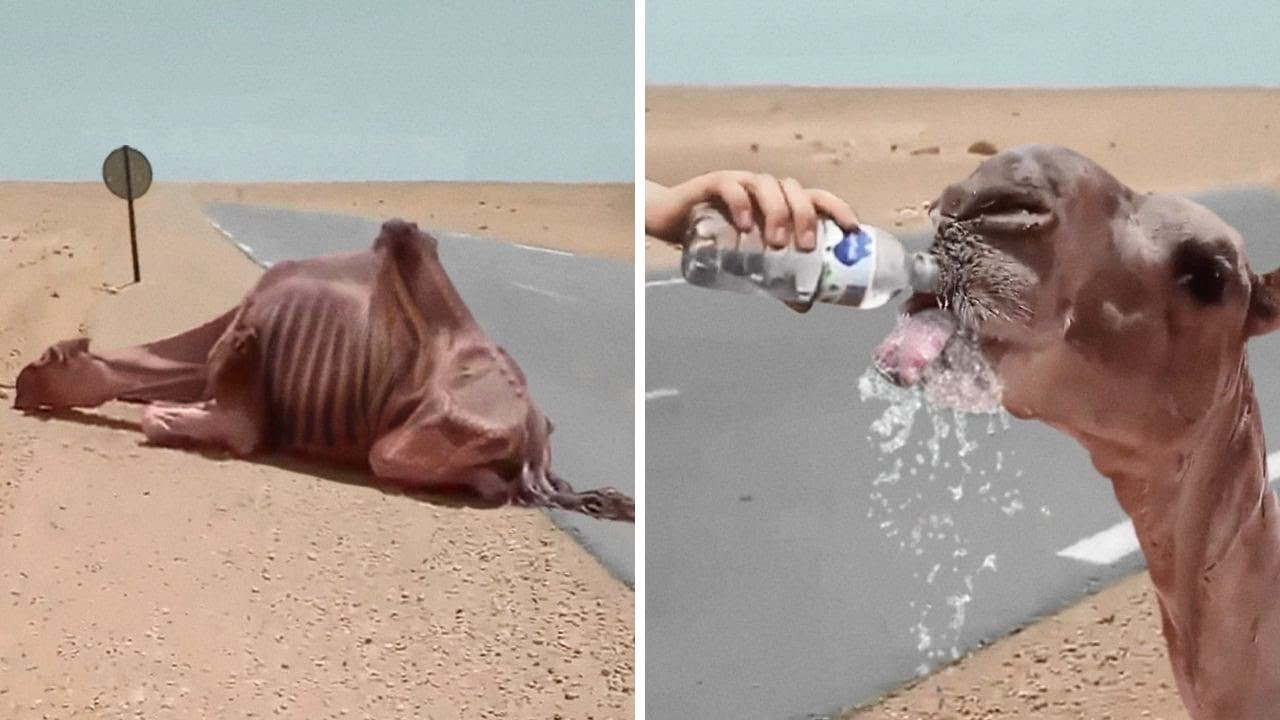 35 Animals That Asked People for Help & Kindness