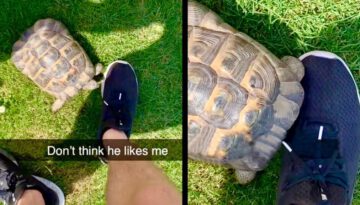 A Tortoise that Hates Shoes