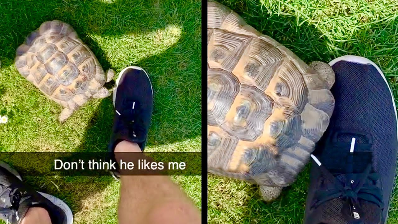 A Tortoise that Hates Shoes