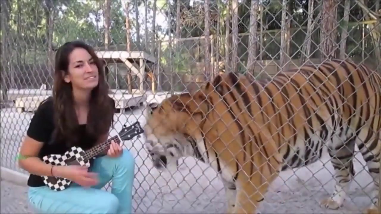 AMAZING Animals Reacting to Music 2