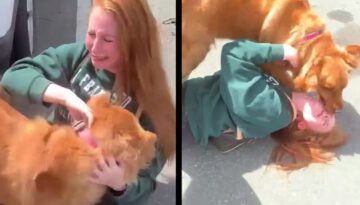 Animals Reunited With Owners AFTER YEARS! #2