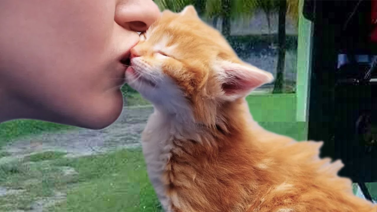 Cats Love Their Owner On A Different Level But It’s Real Love