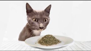 Cats Try Catnip For The First Time