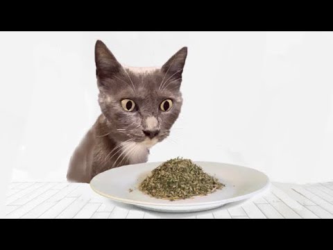 Cats Try Catnip For The First Time