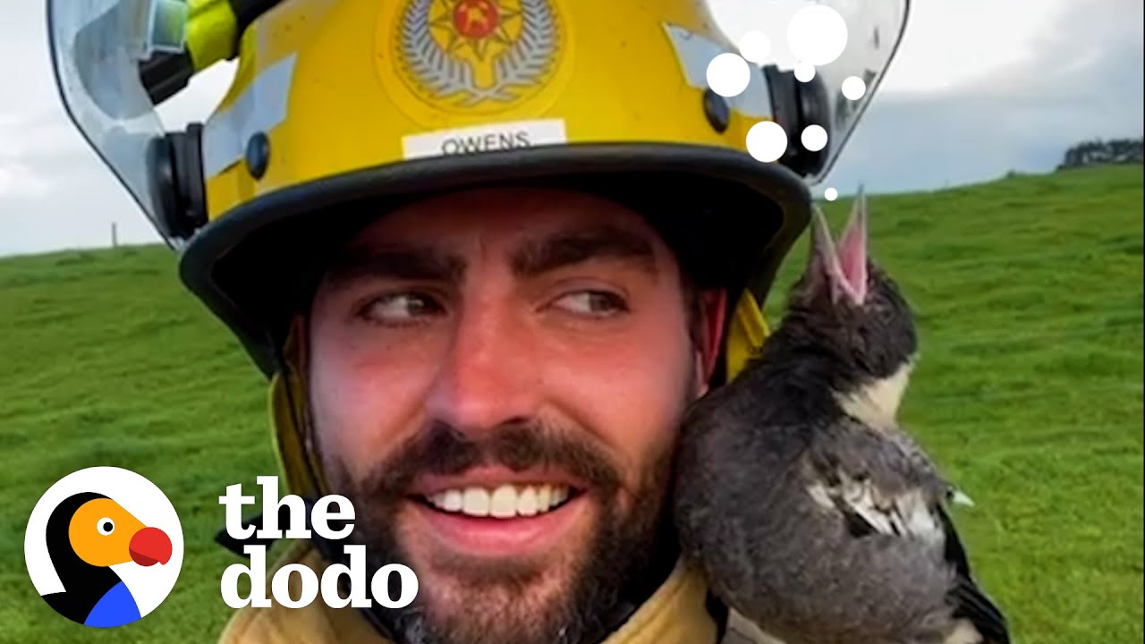 Firefighter Raises A Baby Magpie And Then 17 Ducks Show Up At His Door