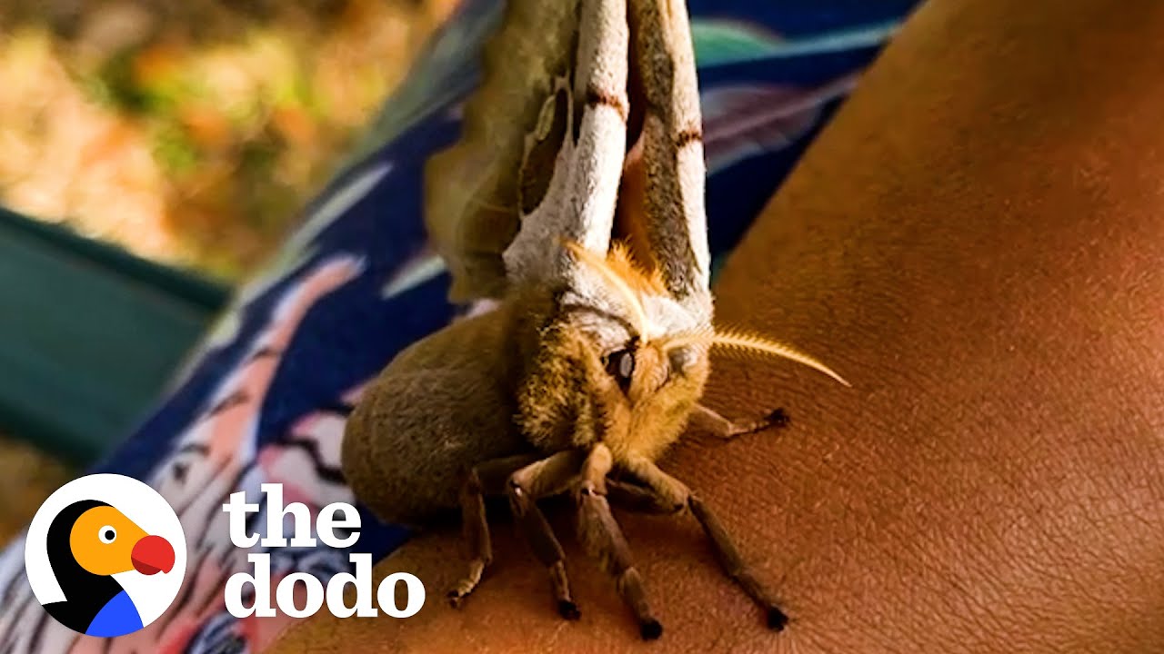 Giant Moth Trusts Her Rescuer To Raise Her Babies