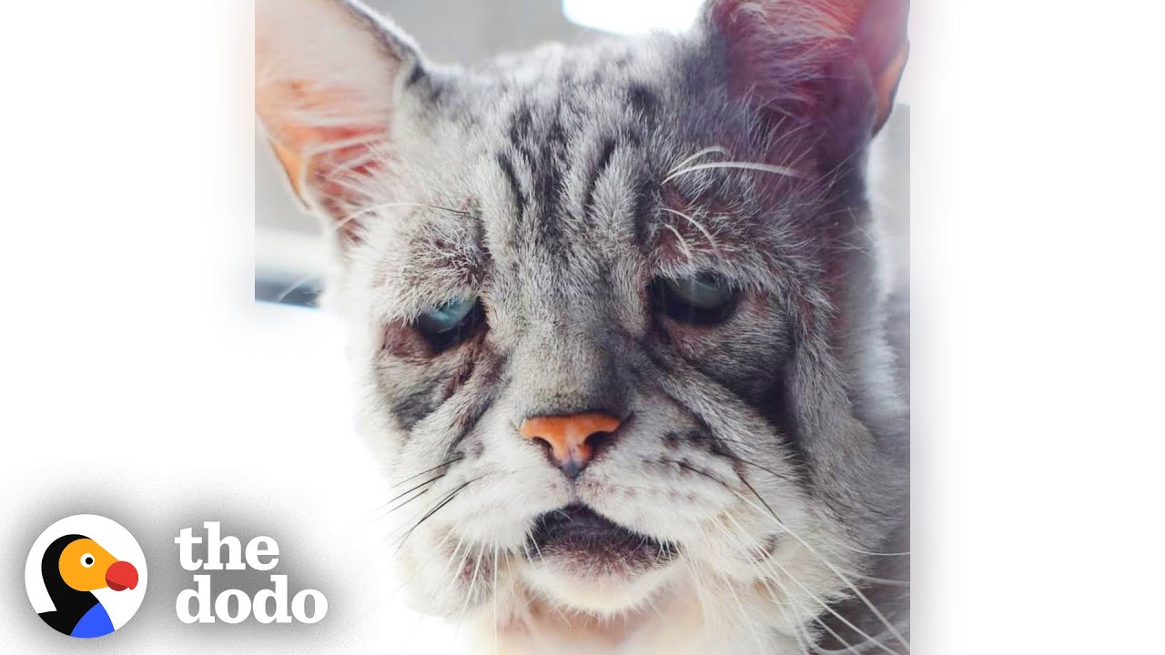 Grumpy Old Looking Cat Just Wants To Play Like A Kitten