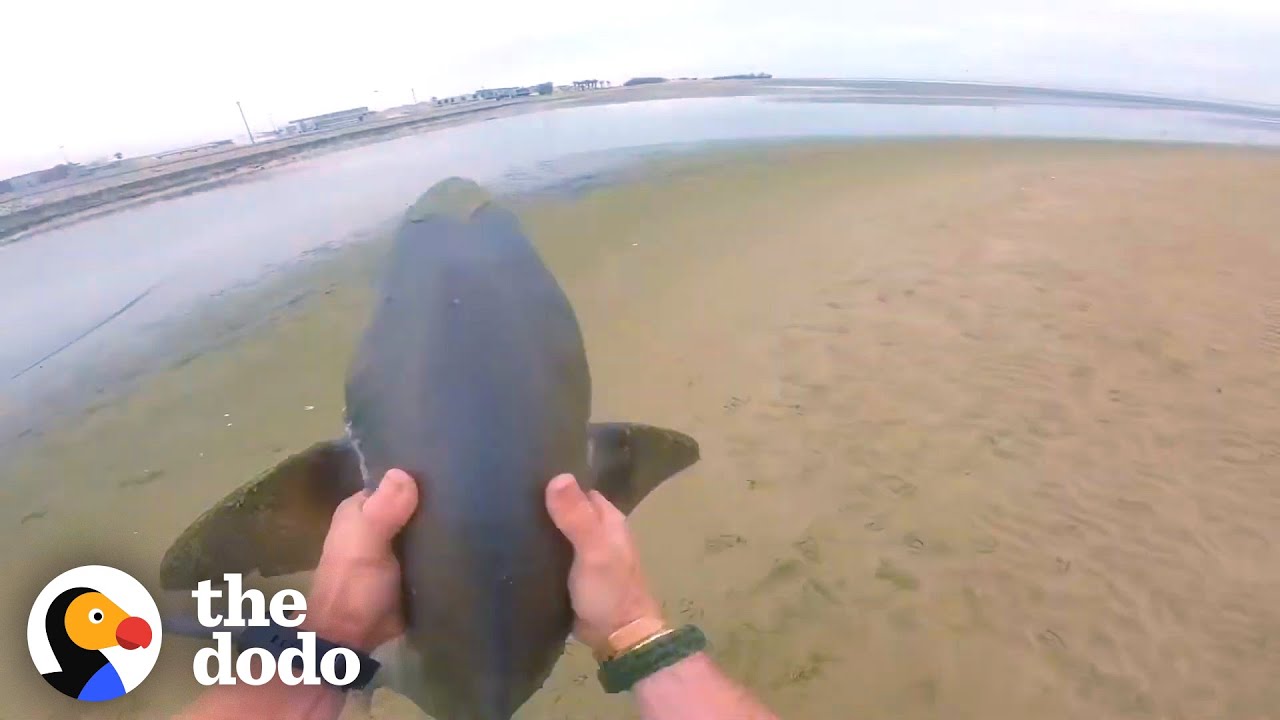 Guy Rescues 3 Sharks With His Bare Hands