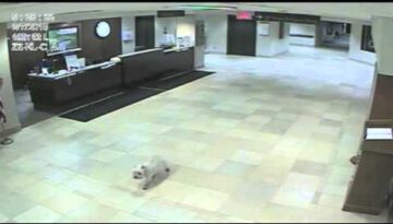 Loyal Dog Finds Hospital On Her Own To Visit Her Sick Human