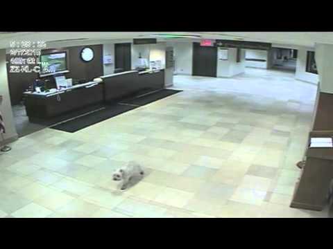 Loyal Dog Finds Hospital On Her Own To Visit Her Sick Human