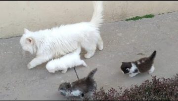 Mother Cat Walking With Her Kittens And Hitting Them To Go Inside