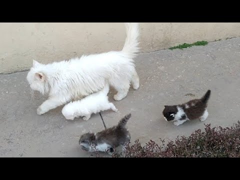 Mother Cat Walking With Her Kittens And Hitting Them To Go Inside