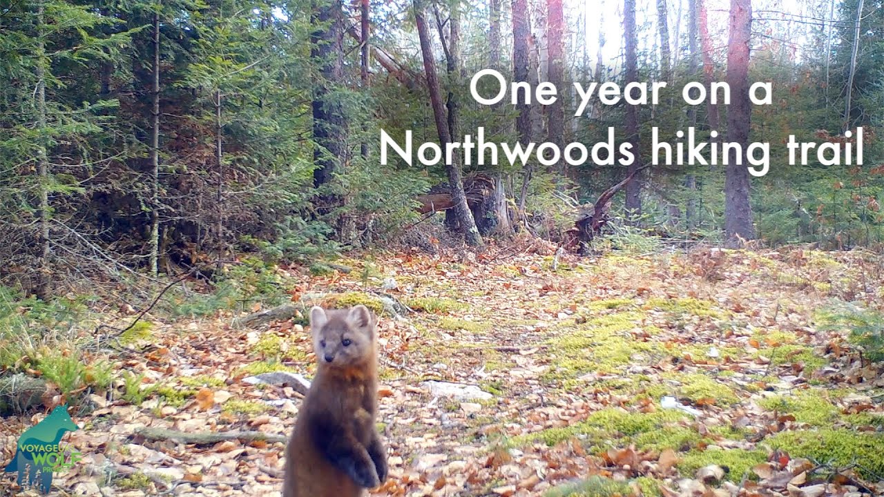 One Year on a Northwoods Hiking Trail