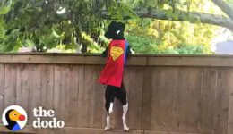 Rescue Dog Does Parkour To Keep The Squirrels Out Of Her Yard