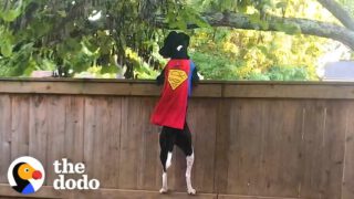 Rescue Dog Does Parkour To Keep The Squirrels Out Of Her Yard