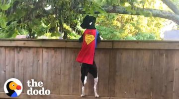 Rescue Dog Does Parkour To Keep The Squirrels Out Of Her Yard
