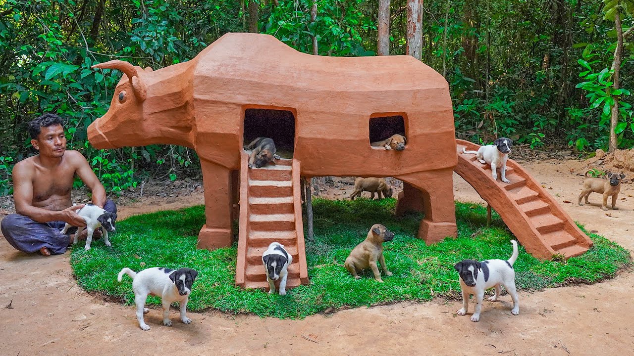 Rescue Floating Puppy Build Dog House Bull House For Them