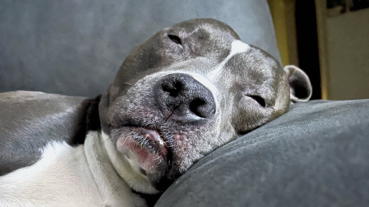 This Dog Sings ‘Happy Birthday’ Song