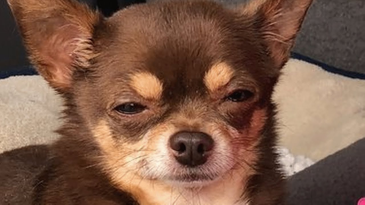 This Woman Adopted a Judgmental Chihuahua