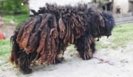 You Won’t Believe How This Dog Looks After Shaving All These Dreadlocks