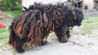 You Won’t Believe How This Dog Looks After Shaving All These Dreadlocks