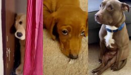 30 Most Guilty Dogs On The Internet