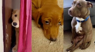 30 Most Guilty Dogs On The Internet
