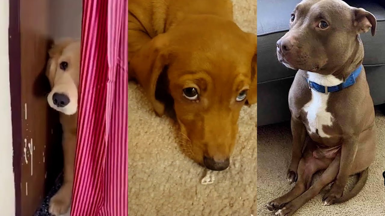 30 Most Guilty Dogs On The Internet