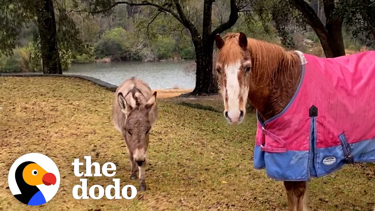 33-Year-Old Blind Pony Gets A Seeing-Eye Donkey