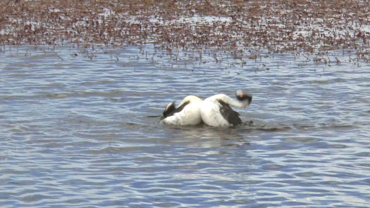 Bird courtship dance, ‘Tango in the Wind.’