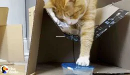 Cat Who Loves Tupperware More Than Anything Gets A Special Delivery