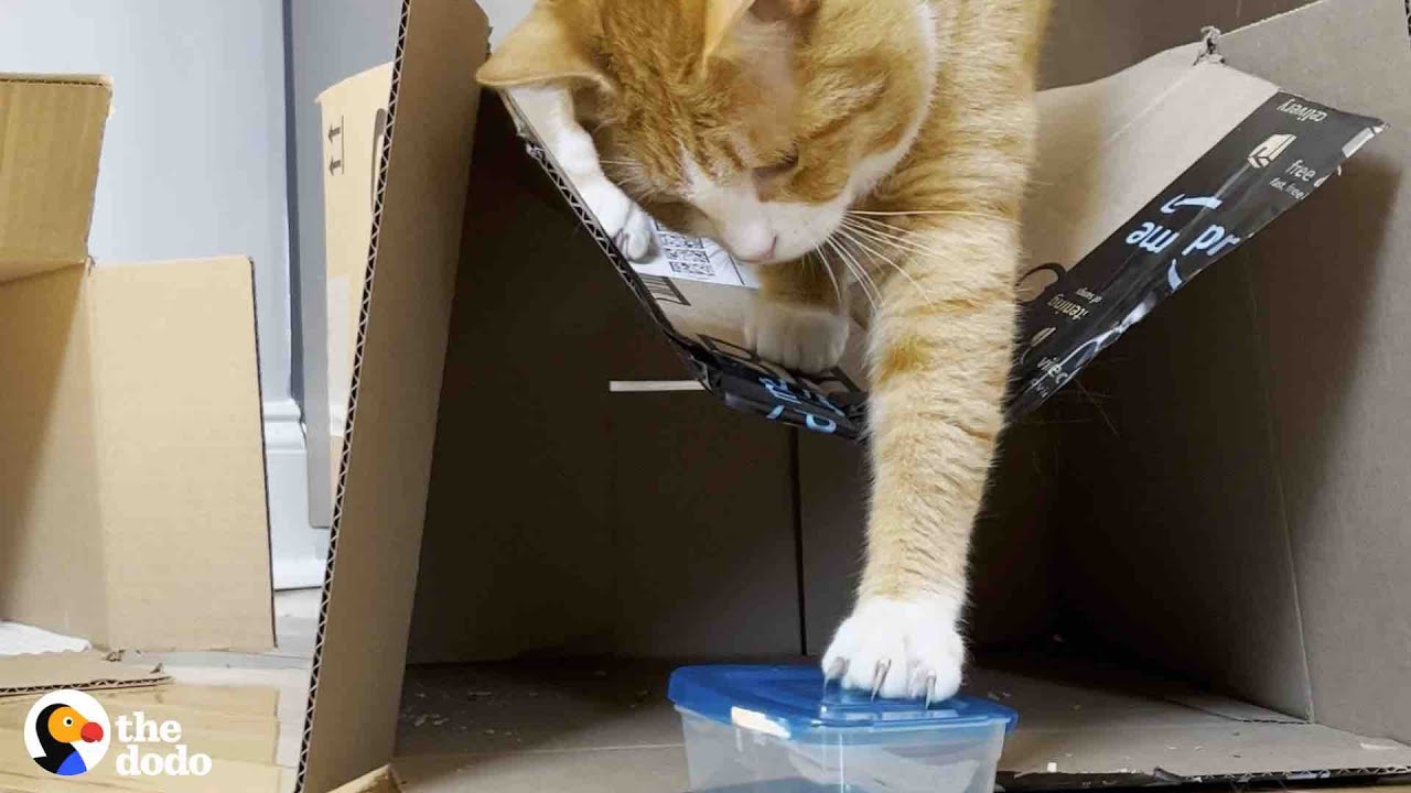 Cat Who Loves Tupperware More Than Anything Gets A Special Delivery