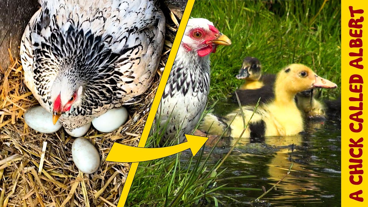 Chicken Saving Duck Eggs